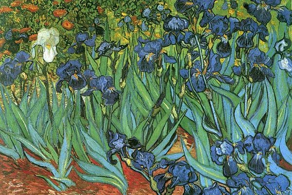 Ирисы маслом. Картины ирисы живопись Ирисы маслом. Картины ирисы живопись